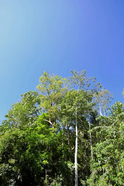 Ormandaki doğa gün ışığıyla