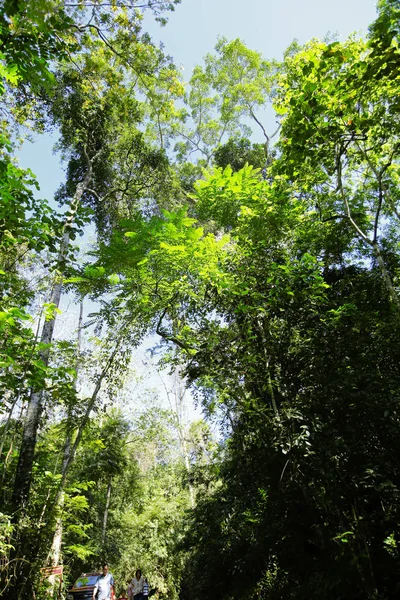 Ormandaki doğa gün ışığıyla