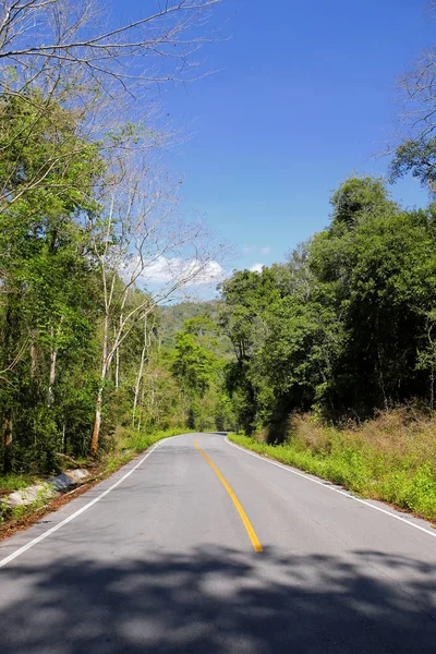 Taze yeşil ağacın kıvrımlı yolu