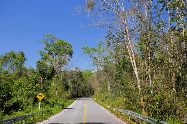 Изогнутая дорога из свежего зеленого дерева — стоковое фото