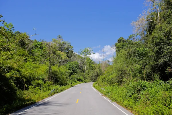 Une route sinueuse d'arbre vert frais — Photo