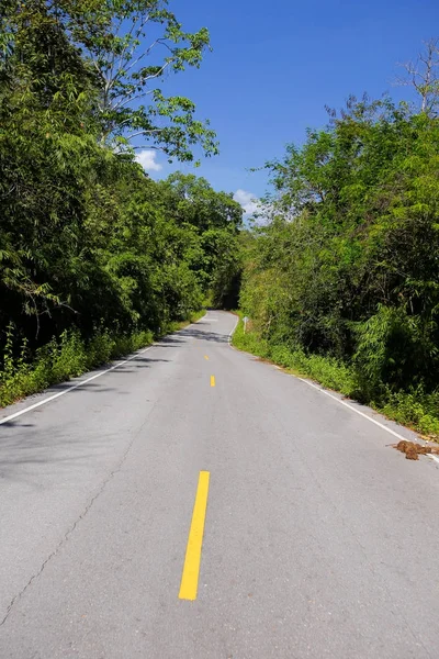 Une route sinueuse d'arbre vert frais — Photo