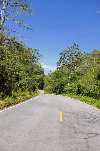 Taze yeşil ağacın kıvrımlı yolu