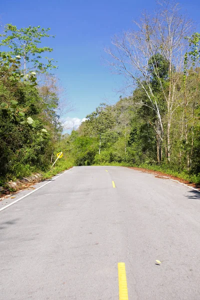 A curvy road of fresh green tree — Stock Photo, Image