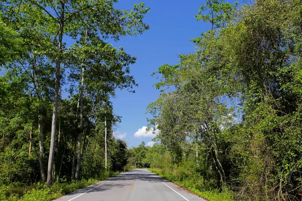 Taze yeşil ağacın kıvrımlı yolu