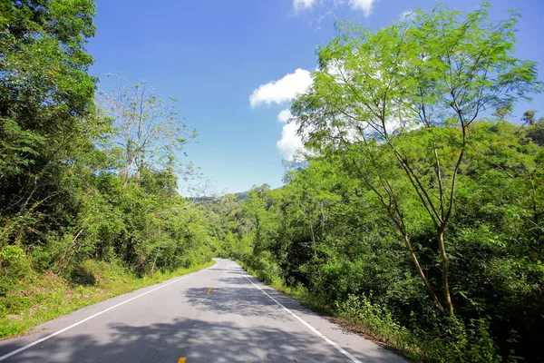 Taze yeşil ağacın kıvrımlı yolu