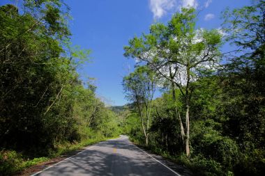 Taze yeşil ağacın kıvrımlı yolu
