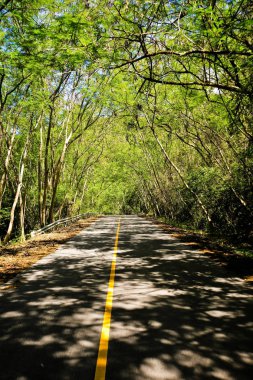 Taze yeşil ağacın kıvrımlı yolu