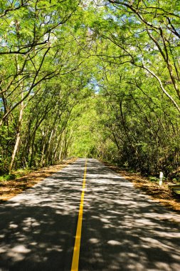 Taze yeşil ağacın kıvrımlı yolu