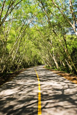 Taze yeşil ağacın kıvrımlı yolu