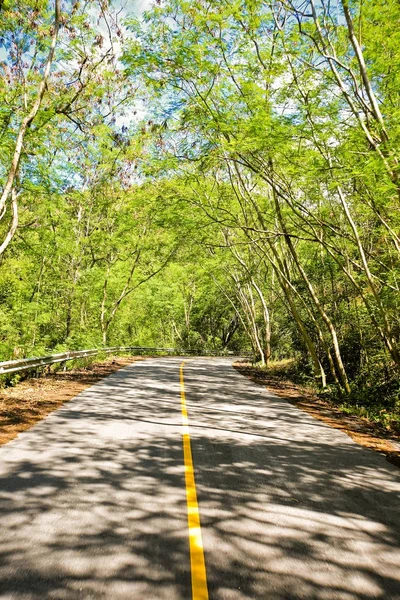 新緑の木の曲がりくねった道 — ストック写真