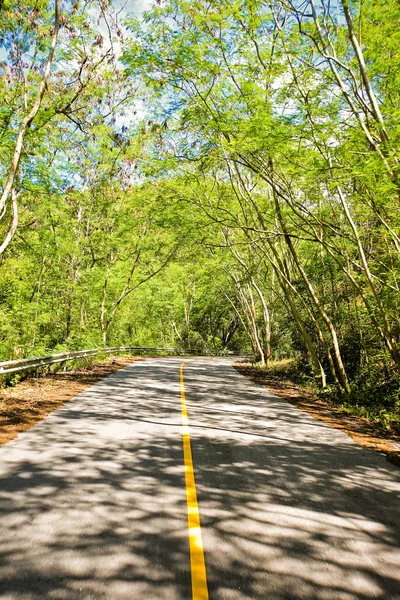 Taze yeşil ağacın kıvrımlı yolu