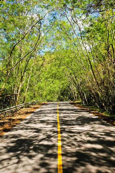 Une route sinueuse d'arbre vert frais — Photo