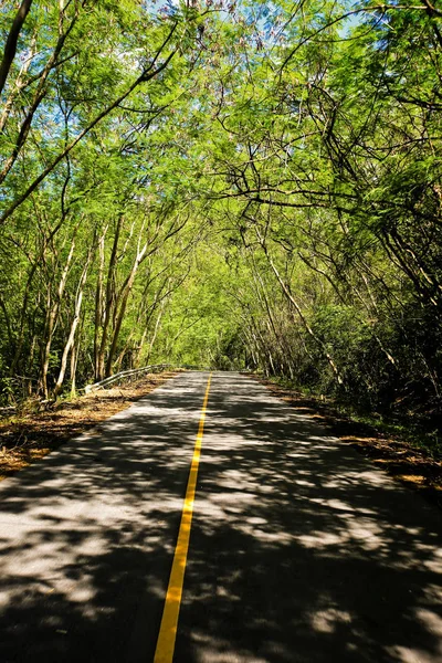 Taze yeşil ağacın kıvrımlı yolu