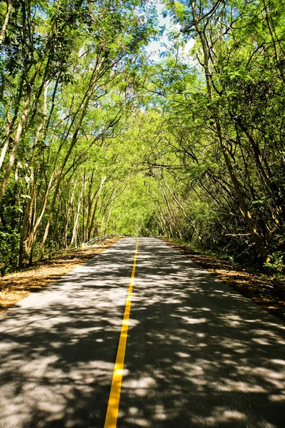 Taze yeşil ağacın kıvrımlı yolu