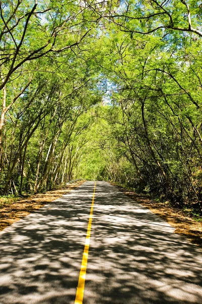 Zakřivená cesta z čerstvě zeleného stromu — Stock fotografie