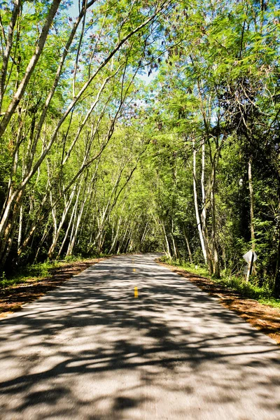 Une route sinueuse d'arbre vert frais — Photo