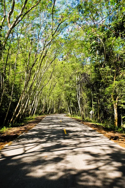 Zakřivená cesta z čerstvě zeleného stromu — Stock fotografie