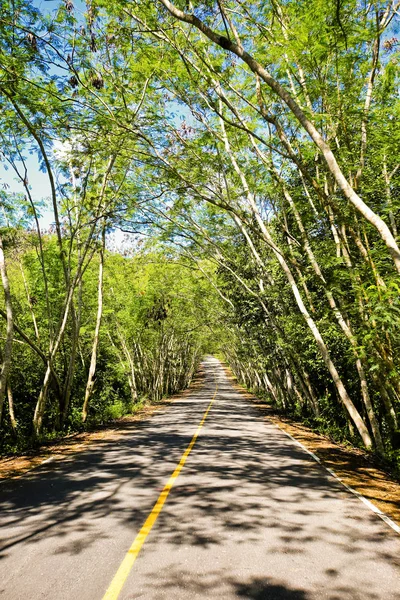Uma estrada curvilínea de árvore verde fresca — Fotografia de Stock