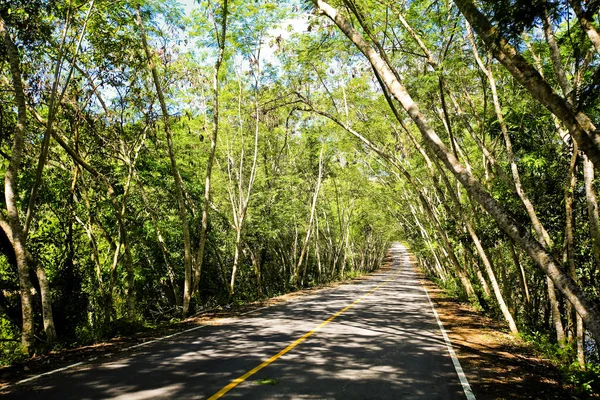 Taze yeşil ağacın kıvrımlı yolu