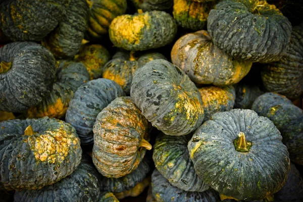 Raw multicolored pumpkins — Stock Photo, Image