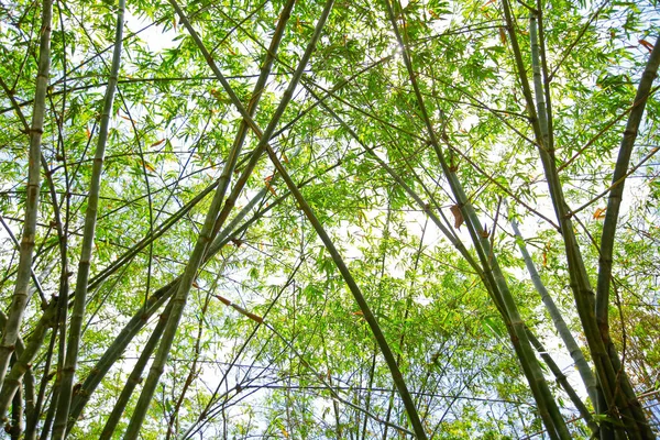 Бамбуковый лес со славным утренним солнцем — стоковое фото