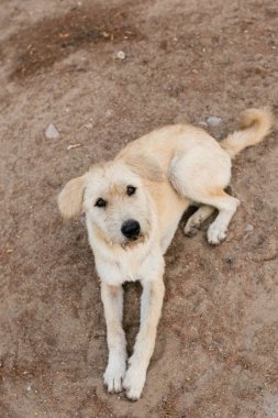 üzgün evsiz sokak köpeği 