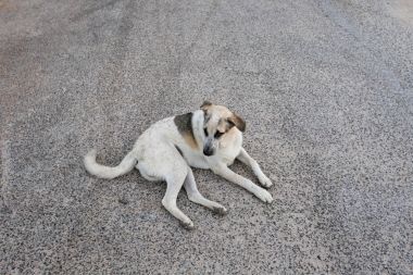 üzgün evsiz sokak köpeği 