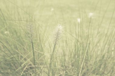 Gün batımında çimen tarlası