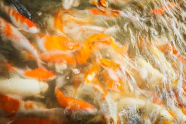 Renkli süslü sazan balık