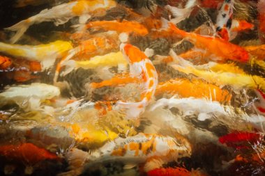 Renkli süslü sazan balık