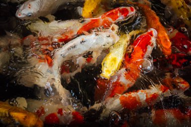 Renkli süslü sazan balık