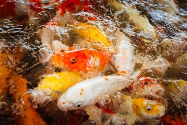 Renkli süslü sazan balık