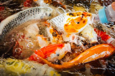 Renkli süslü sazan balık