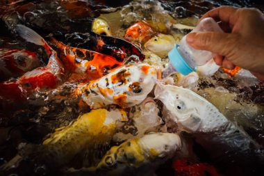 Renkli süslü sazan balık