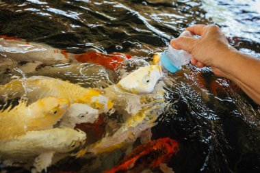 Renkli süslü sazan balık