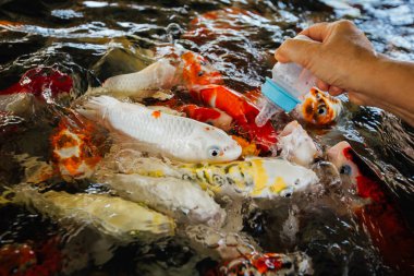 Renkli süslü sazan balık