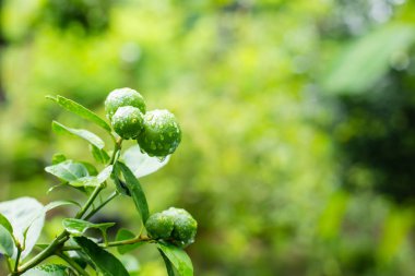 Kireç yeşili ağaç dallarında asılı