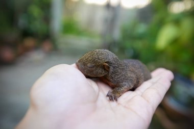 Squirre uyuyan bebek