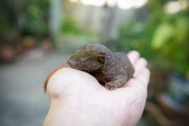 Squirre uyuyan bebek