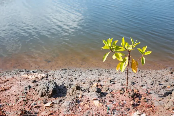 Mangroves le long de la mer — Photo