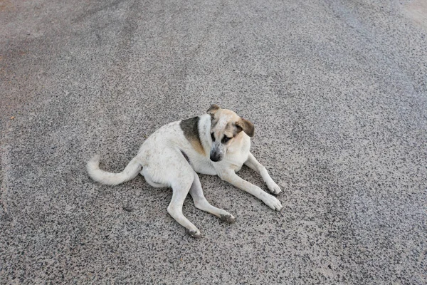 Triste sem-teto cão vadio — Fotografia de Stock