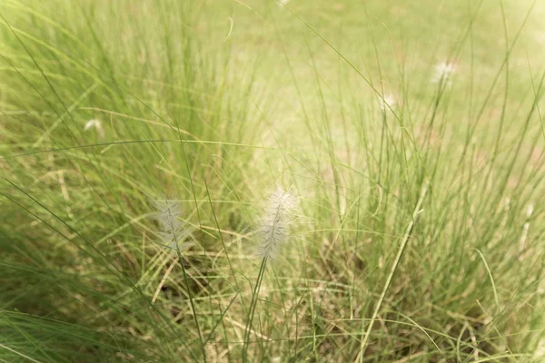Поле травы на закате — стоковое фото