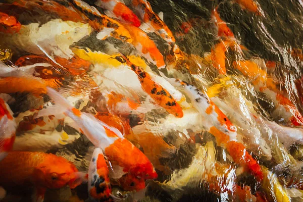 Renkli süslü sazan balık