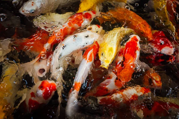 Renkli süslü sazan balık