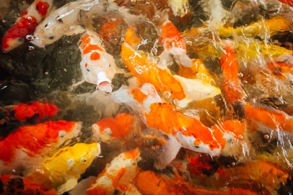 Colorido pescado de carpa de lujo — Foto de Stock