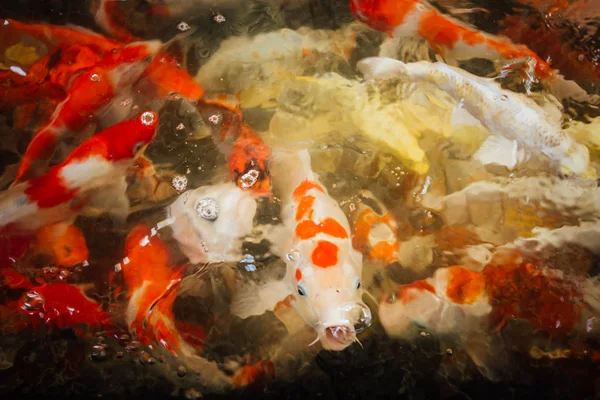 Renkli süslü sazan balık