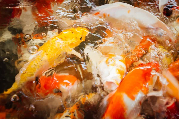 Renkli süslü sazan balık