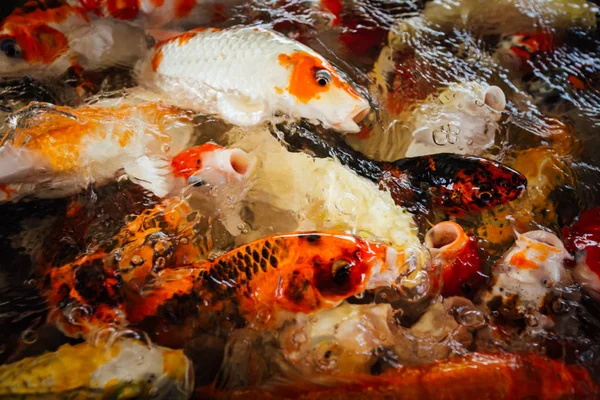 Renkli süslü sazan balık