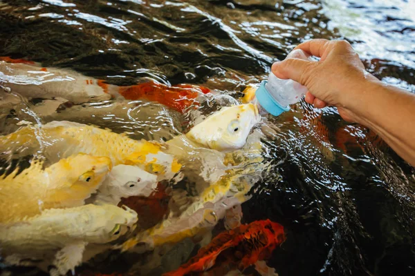 Renkli süslü sazan balık